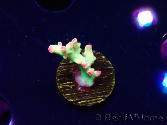 WYSIWYG RAH Acropora microclados Cloudberry SC 5Q2