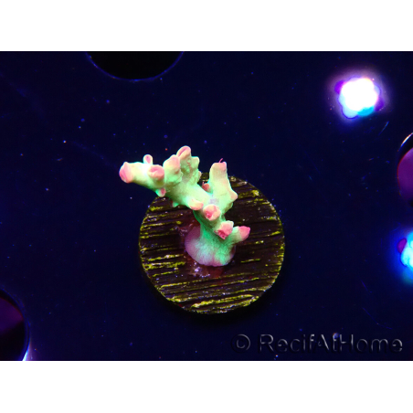 WYSIWYG RAH Acropora microclados Cloudberry SC