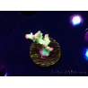 WYSIWYG RAH Acropora microclados Cloudberry SC