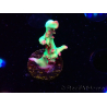 WYSIWYG RAH Acropora microclados Cloudberry SC