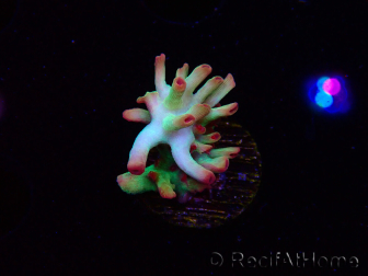 WYSIWYG RAH Acropora microclados Cloudberry SC