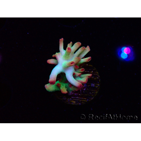 WYSIWYG RAH Acropora microclados Cloudberry SC