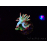WYSIWYG RAH Acropora microclados Cloudberry SC