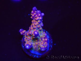 WYSIWYG RAH Acropora donei Merlin's Staff