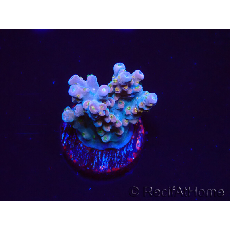 WYSIWYG RAH Acropora donei Hot Shot