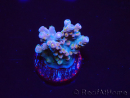 WYSIWYG RAH Acropora donei Hot Shot 5S9