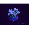 WYSIWYG RAH Acropora donei Hot Shot