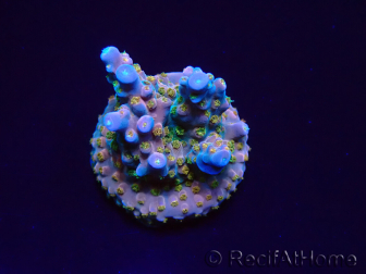 WYSIWYG RAH Acropora donei Hot Shot 5S10
