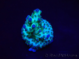 WYSIWYG ORA Acropora Pearlberry