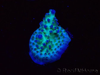 WYSIWYG ORA Acropora Pearlberry 5T2