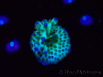 WYSIWYG ORA Acropora Pearlberry 5T3