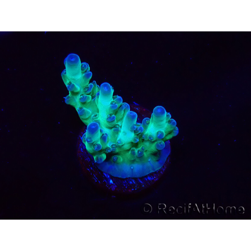 WYSIWYG ORA Acropora Pearlberry