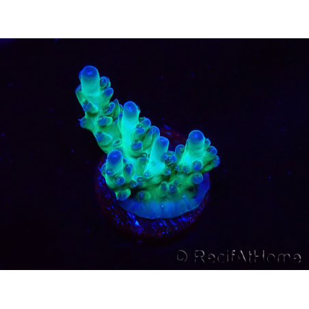 WYSIWYG ORA Acropora Pearlberry