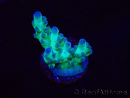 WYSIWYG ORA Acropora Pearlberry