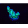 WYSIWYG ORA Acropora Pearlberry