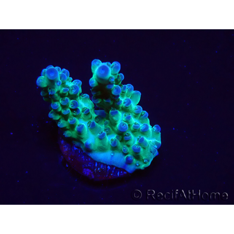 WYSIWYG ORA Acropora Pearlberry