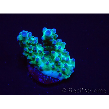WYSIWYG ORA Acropora Pearlberry