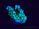 WYSIWYG ORA Acropora Pearlberry