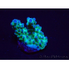 WYSIWYG ORA Acropora Pearlberry
