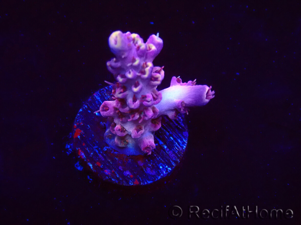 WYSIWYG RAH Acropora Moonstone