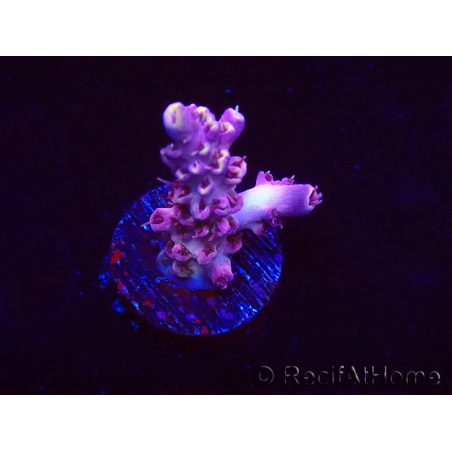 WYSIWYG RAH Acropora Moonstone