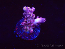 WYSIWYG RAH Acropora Moonstone