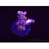 WYSIWYG RAH Acropora Moonstone 5T6