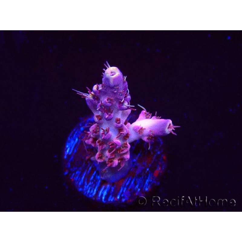WYSIWYG RAH Acropora Moonstone