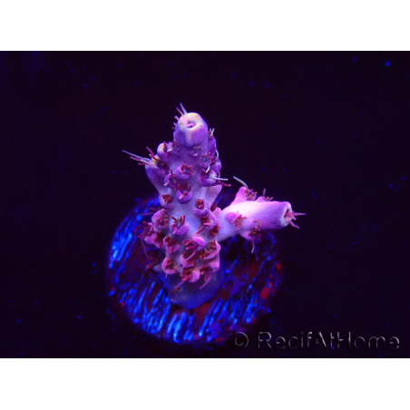 WYSIWYG RAH Acropora Moonstone 5T7