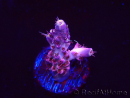 WYSIWYG RAH Acropora Moonstone