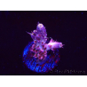 WYSIWYG RAH Acropora Moonstone