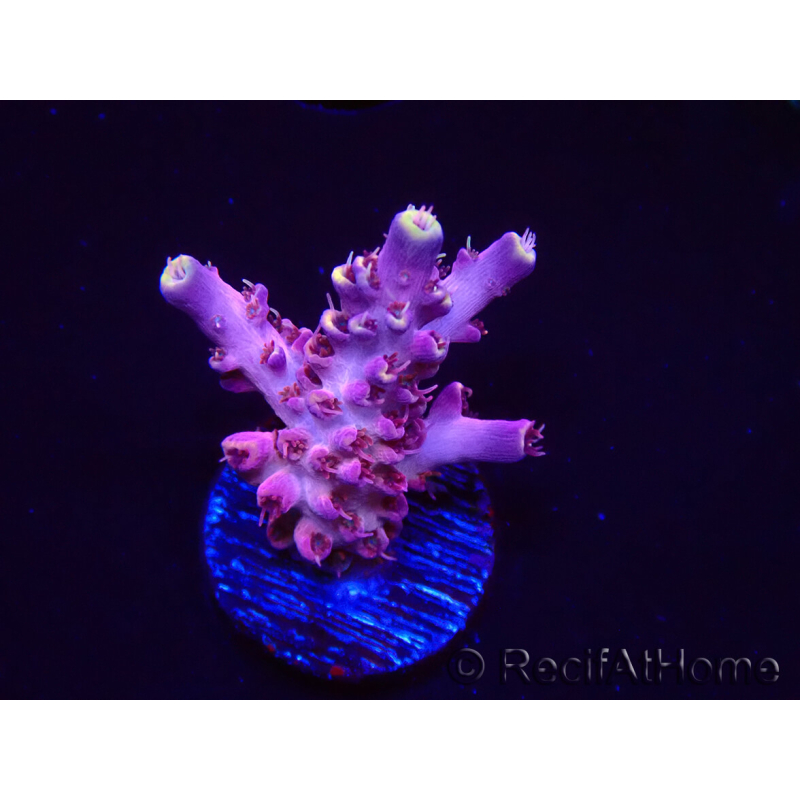 WYSIWYG RAH Acropora Moonstone 5T8