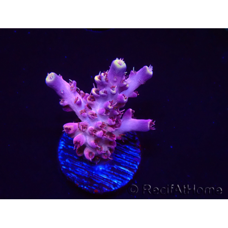 WYSIWYG RAH Acropora Moonstone 5T8