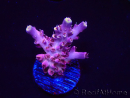 WYSIWYG RAH Acropora Moonstone