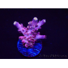 WYSIWYG RAH Acropora Moonstone 5T8