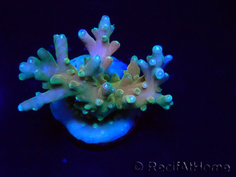WYSIWYG LR Acropora latistella
