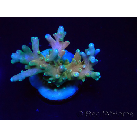 WYSIWYG LR Acropora latistella 5T9