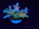 WYSIWYG LR Acropora latistella