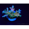 WYSIWYG LR Acropora latistella 5T9