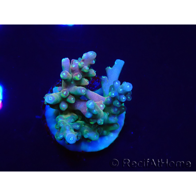 WYSIWYG LR Acropora latistella