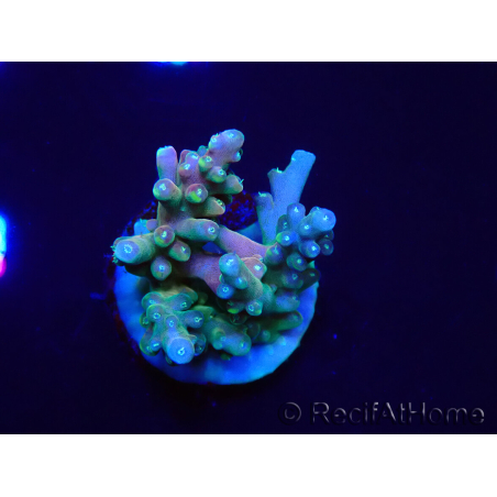 WYSIWYG LR Acropora latistella