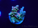 WYSIWYG LR Acropora latistella