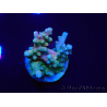 WYSIWYG LR Acropora latistella