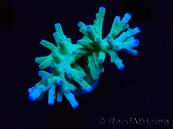 WYSIWYG ORA Acropora turaki Hawkins 5U1