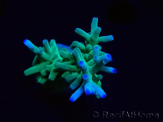 WYSIWYG ORA Acropora turaki Hawkins 5U2