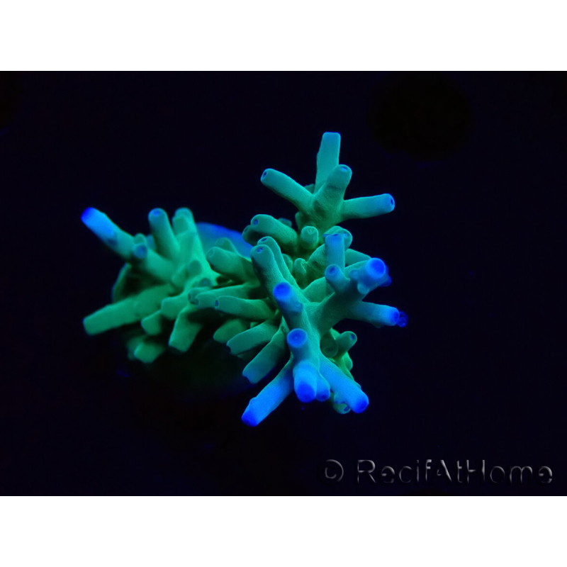 WYSIWYG ORA Acropora turaki Hawkins