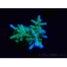 WYSIWYG ORA Acropora turaki Hawkins