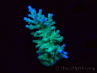 WYSIWYG ORA Acropora turaki Hawkins 5U3