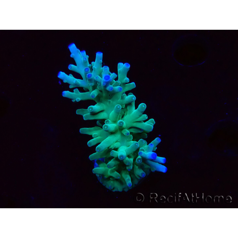 WYSIWYG ORA Acropora turaki Hawkins
