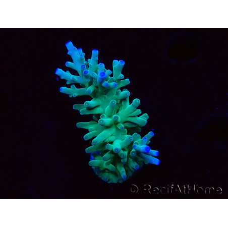 WYSIWYG ORA Acropora turaki Hawkins